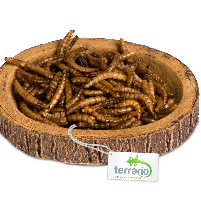 Terrario Tree Ring Bowl S